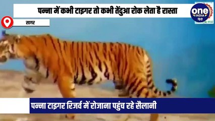 पन्ना टाइगर रिजर्व में सैलानियों के सामने आकर खड़े हो जाते हैं टाइगर और लेपर्ड