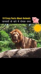 10 crazy facts about animal #tigersaab