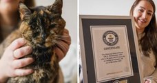 Voici Flossie, le chat le plus âgé de la planète selon le Guinness World des Records.