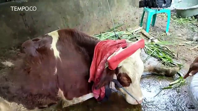 Lockdown Wilayah Diterapkan Pada Sapi Yang Terkena Penyakit Mulut Dan Kuku (PMK) | Ada Apa Hari Ini