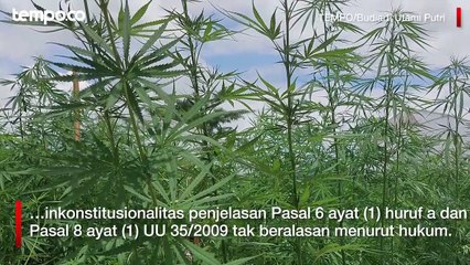MK Tolak Gugatan Uji Materi Aturan Ganja Medis