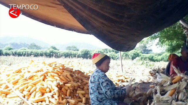 PLN NTB Manfaatkan Bonggol Jagung Sebagai Sumber Energi Listrik