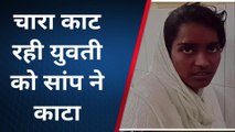 कुशीनगर: चारा काट रही युवती को जहरीले सांप ने काटा, हालत बिगड़ी भर्ती कराया गया अस्पताल