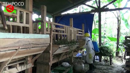 Cegah Penularan PMK pada Ternak, Kandang Sapi Perah Lereng Merapi Disemprot