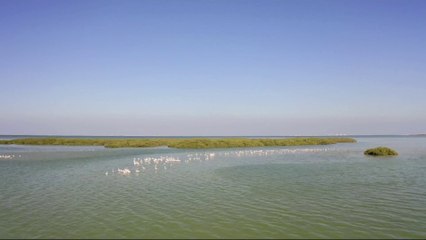 نشرة الرابعة | اعتماد التوجه التنموي لجزيرة دارين وتاروت بشرق السعودية