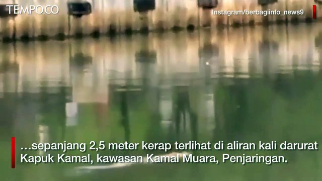 Petugas Kebersihan Beberapa Kali Melihat Seekor Buaya di Kamal Muara