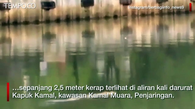 Petugas Kebersihan Beberapa Kali Melihat Seekor Buaya di Kamal Muara