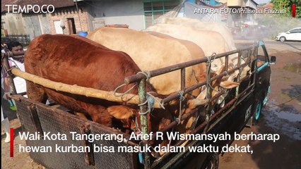 Cegah PMK, Tangerang Awasi Masuknya Hewan Ternak 14 hari Sebelum Idul Adha
