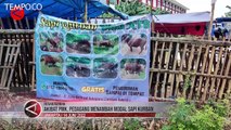 Akibat Wabah PMK, Diprediksi Harga Sapi Kurban Meningkat