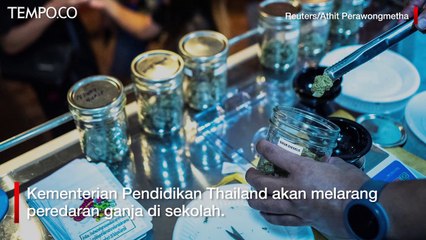 Thailand Larang Ganja Beredar di Sekolah Usai Ada yang Overdosis
