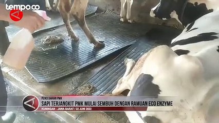 Sapi Terkena PMK Mulai Sembuh Gunakan Ramuan Eco Enzyme