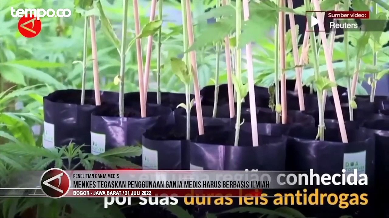 Soal Ganja Medis, Menkes: Penggunaan Harus Berbasis Ilmiah