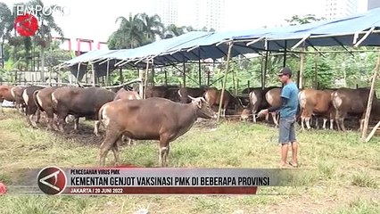 Makin Marak Penyebaran PMK, Kementerian Pertanian Genjot Vaksinasi