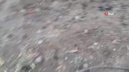 Elazığ'da köpekler kümese girdi, 37 tavuğu telef etti