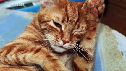 World's Top 10 Most Expensive Cat Breeds