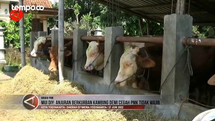MUI DIY: Anjuran Berkurban Kambing Demi Cegah PMK Tidak Wajib