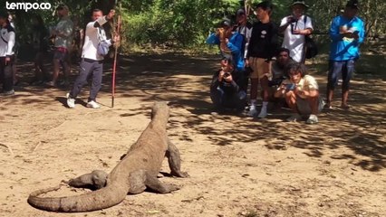 Mengunjungi Taman Nasional Komodo saat Musim Kawin