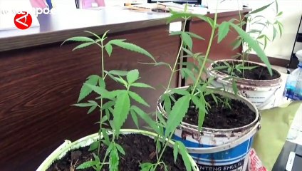 Pakar Farmasi UGM: Tidak Semua Senyawa dalam Ganja Bisa Dijadikan Obat