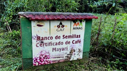 Cuba's coffee industry turns to 'top class' beans to save its skin