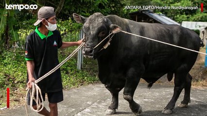 Mengenal Sapi Limosin, Hewan Kurban Favorit Pejabat dan Crazy Rich