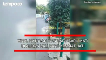 Viral Ratusan Ikan Sapu-sapu Mati di Aliran Kali Baru Kramat Jati