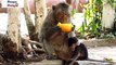 Baby monkey is so hungry that he wants to eat mango with his mother, but mother does not allow it