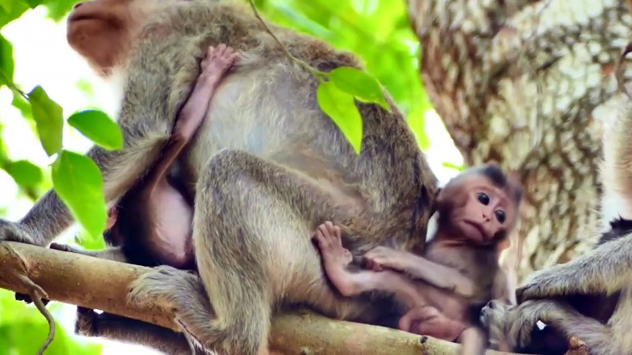 LookingMillion Sad....Little Monkey Looking For Mommy So Scared And Sad To Cry