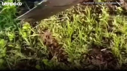 Sampah Sisa Satelit Milik Cina Jatuh ke Kebun Warga di Kalbar