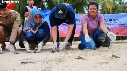 Melihat Pelepasan 400 Ekor Tukik di Pulau Ketawai