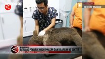 Seekor Beruang Pingsan dan Dilarikan ke Dokter Hewan Karena Mabuk Madu