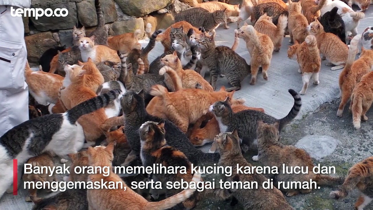 Hari Kucing Sedunia, 4 Kucing Termahal yang Harganya Fantastis