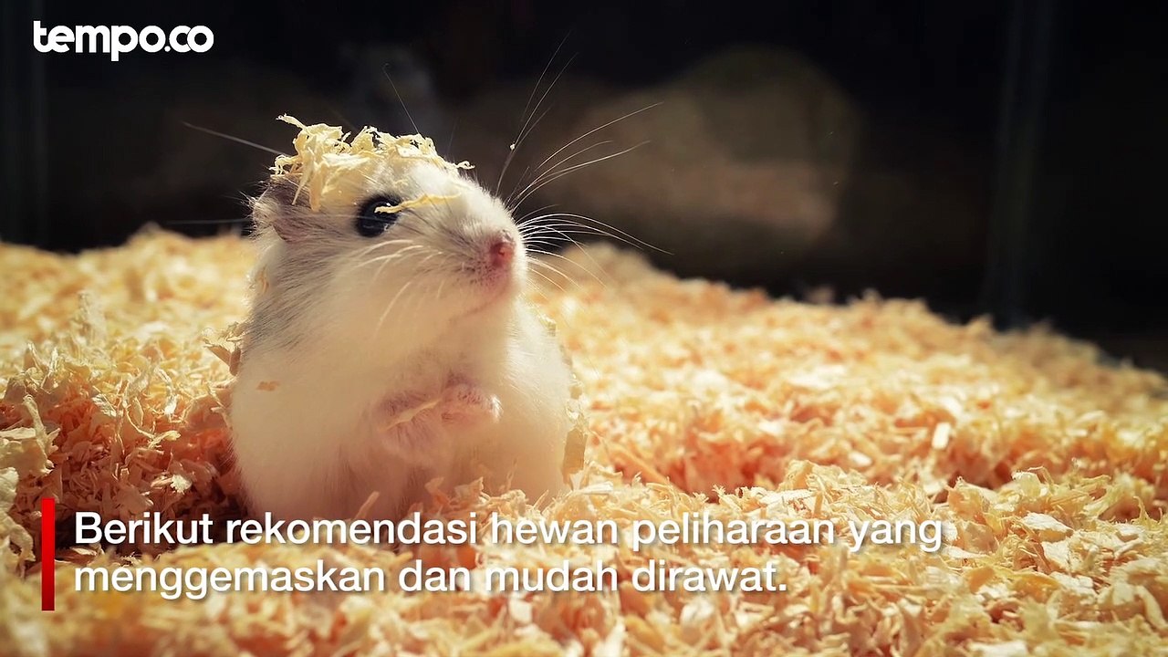 Pilihan Hewan Peliharaan buat Teman di Rumah