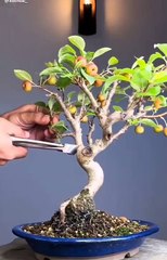 Cara membuat bonsai yang indah