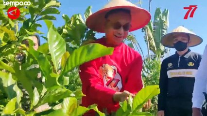 Melihat Panen Perdana Kopi Jenis Liberika Pontianak