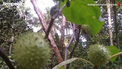 Buah Kecubung Bisa Membuat Halusinasi? Begini Penjelasannya