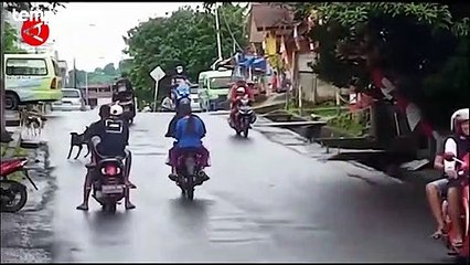 Cegah Rabies, Pemilik Anjing di Ambon Dilarang Lepas Peliharaannya