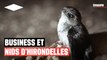Le juteux business des nids d’hirondelles en Thaïlande