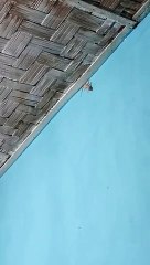 Kesabaran dalam Mencari Makan