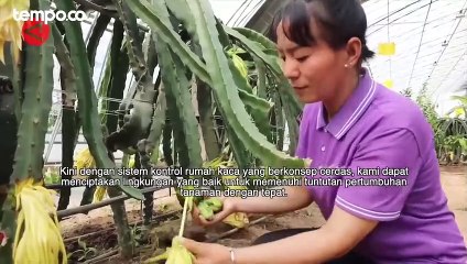 Rumah Kaca Cerdas, Bisa Pantau Pertanian Secara Online dari Jarak Jauh