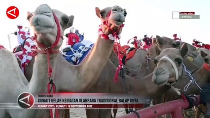 Mengenal Balap Unta Olahraga Tradisional Negara-negara Arab