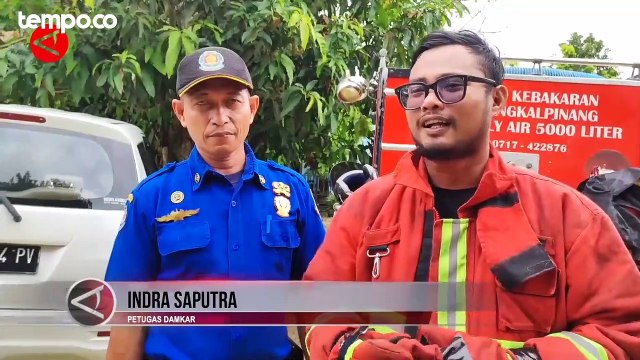 Dua Petugas Damkar Disengat Saat Evakuasi Sarang Tawon Vespa