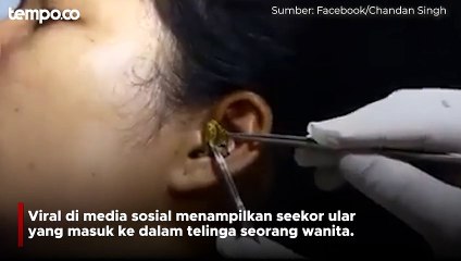 Penampakan Ular Masuk ke Telinga Wanita