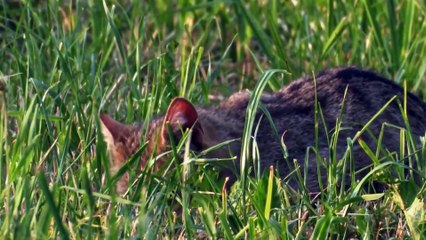 Big Cats - The Lynx is Back