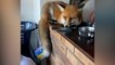 Stubborn fox refuses to leave woman’s home after trashing kitchen