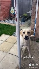 When You Accidently Teach Your Dog Strange Thing | Funny Dog Compilation 2022