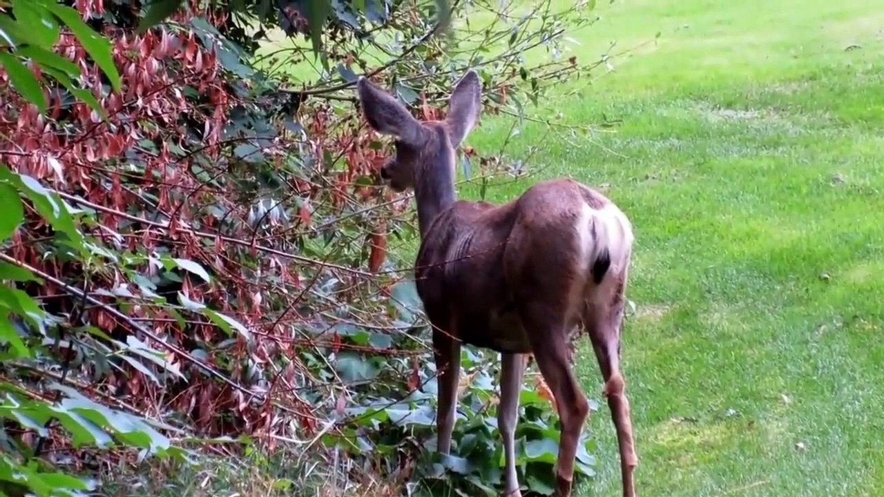 ANIMAL SOUND FOR KID TO LEARN  cows, chickens, birds, goats, dogs, cats, etc (Part 5)