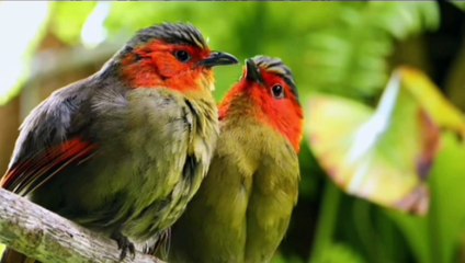 Beautifull birds & Animals video.