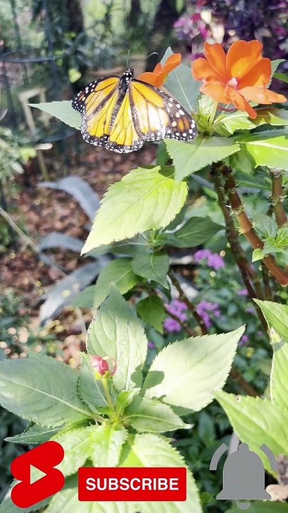 Beautiful Butterfly