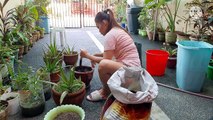 Aloe Vera Natural Remedy Uses and Benefits Nancy Castillo Vlog
