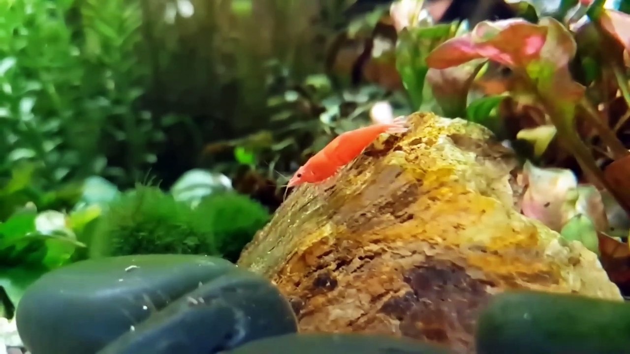 Funny animal sounds | Compilation 07 | Funny animals voices | Amrah Videos | Cute animals | wildlife animals moments |